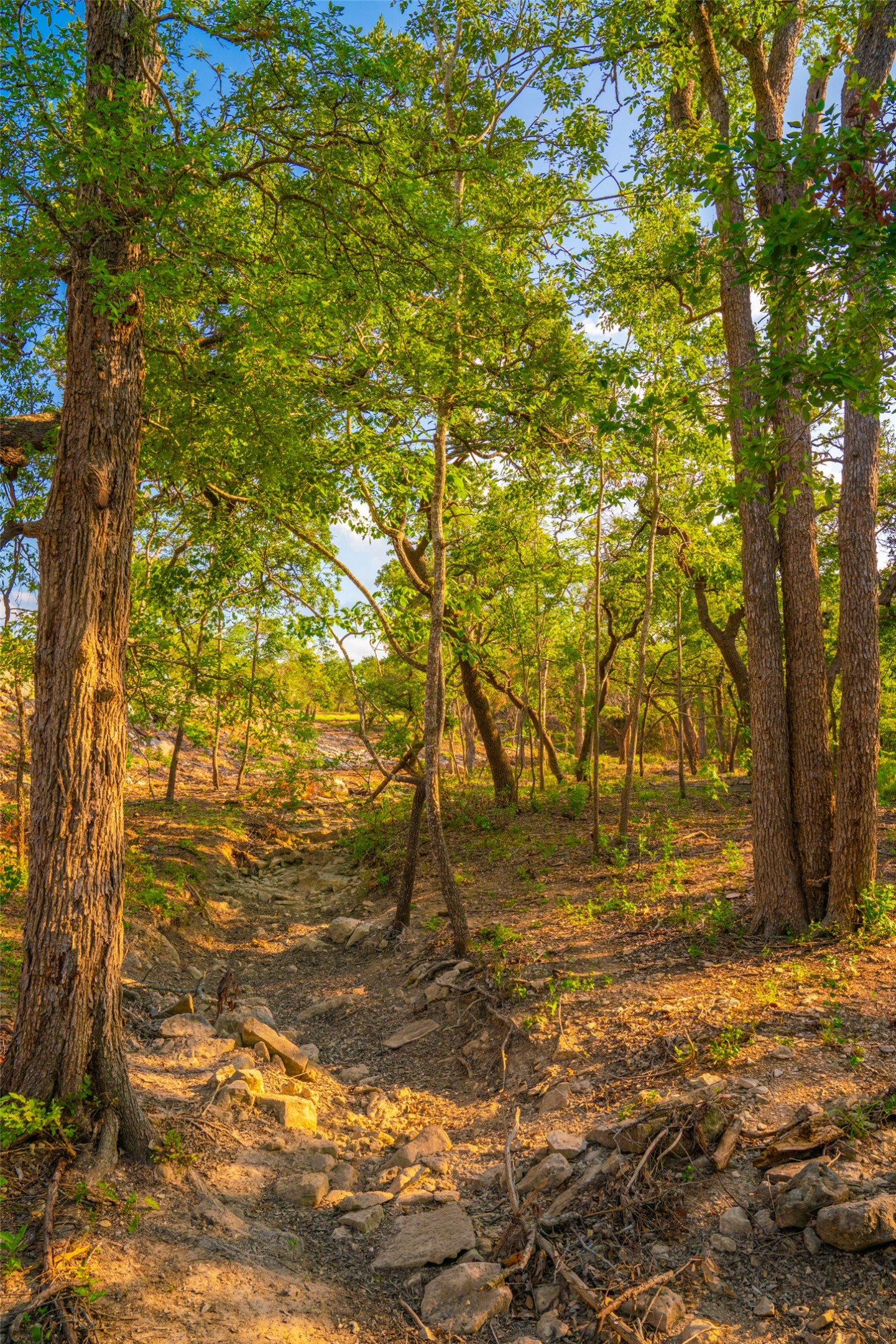 0 Spring Creek Ranch Wimberley, TX 78676 - Photo 26 of 29 a view of yard