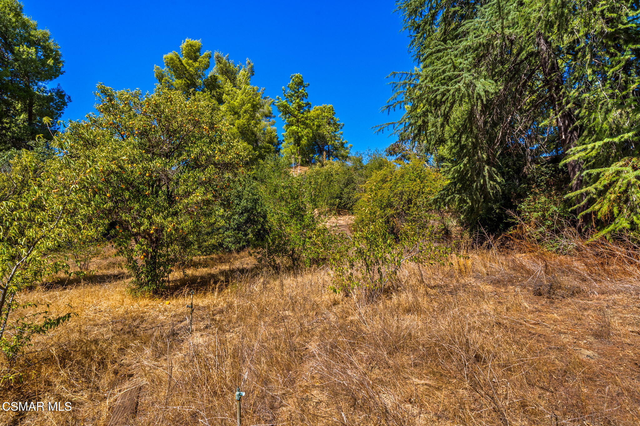 15877 Beaver Run Road Canyon Country, CA 91387 - Photo 55 of 73 59-web-or-mls-DSC09954