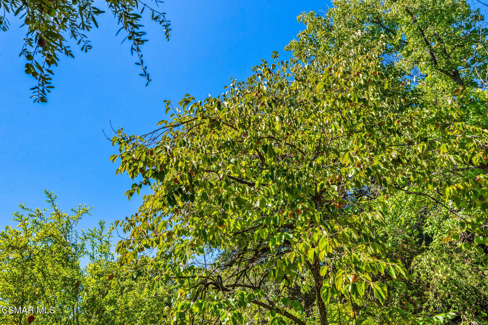 15877 Beaver Run Road Canyon Country, CA 91387 - Photo 61 of 73 65-web-or-mls-DSC09984