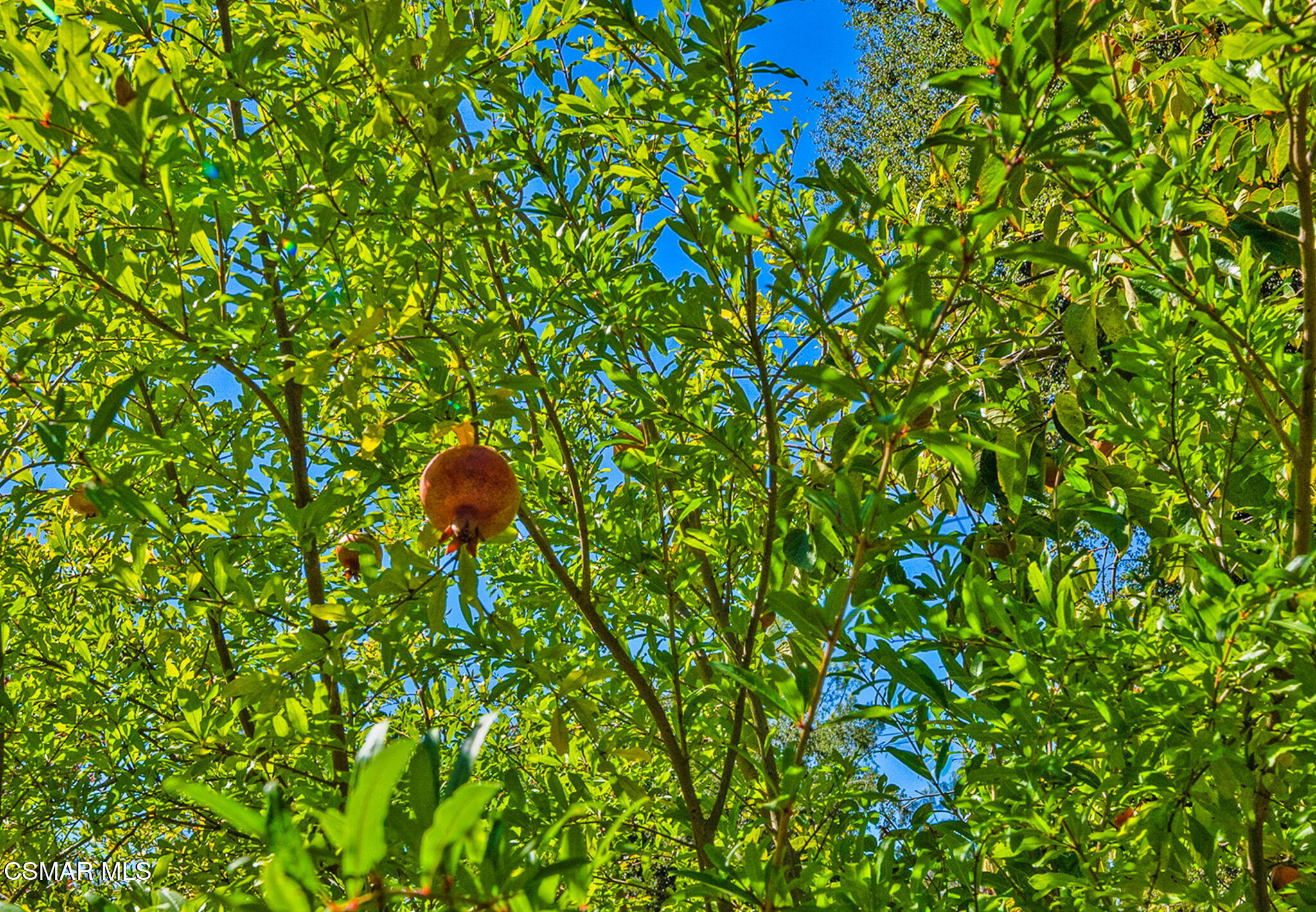 15877 Beaver Run Road Canyon Country, CA 91387 - Photo 62 of 73 66-web-or-mls-DSC09989