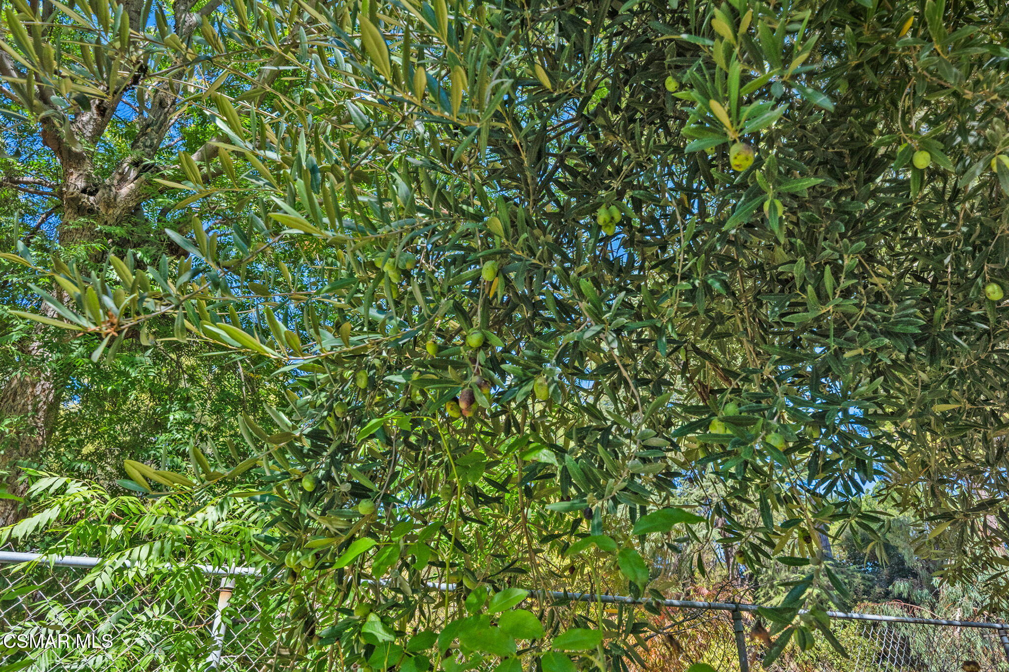 15877 Beaver Run Road Canyon Country, CA 91387 - Photo 69 of 73 73-web-or-mls-DSC00027