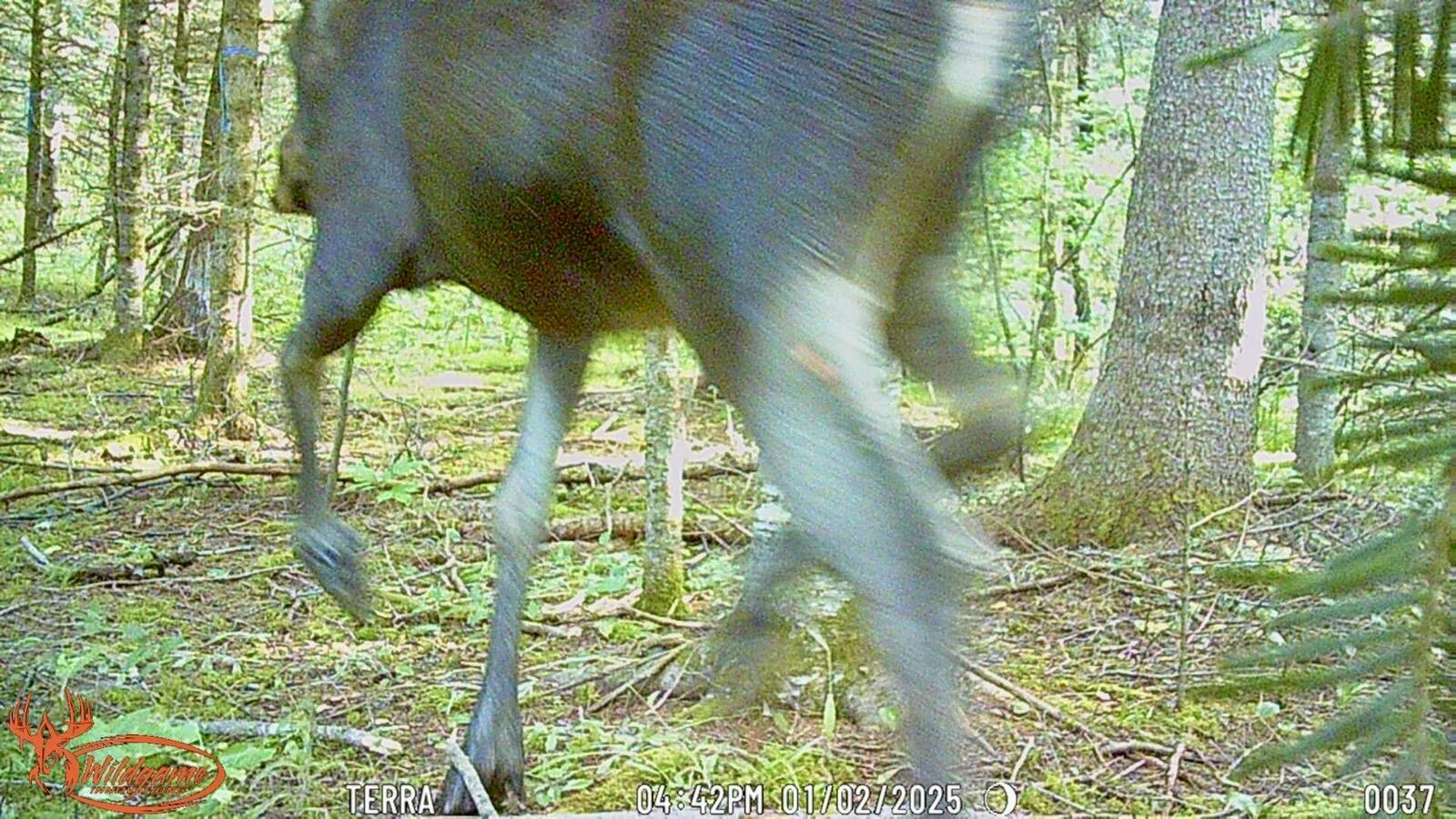 345 McIntyre Road Woodland, ME 04736 - Photo 20 of 28 Wildlife 1