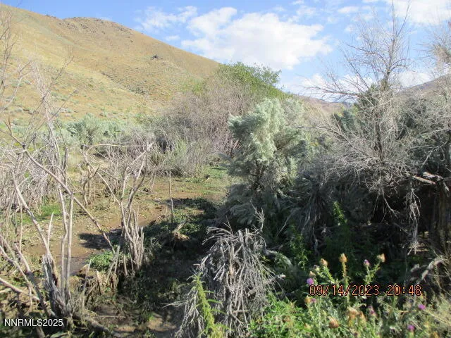 a view of a field with an trees