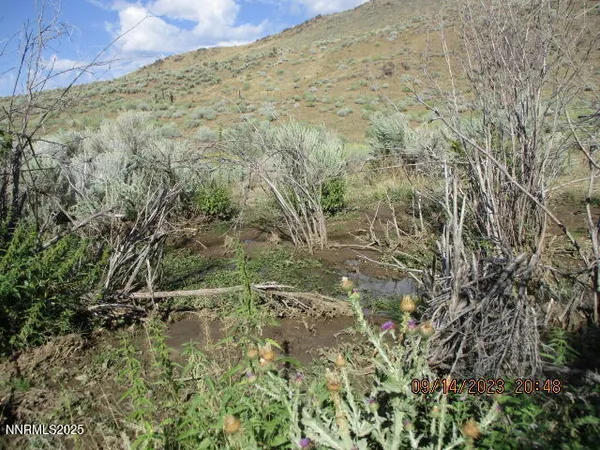 a view of a lush green field with lots of bushes
