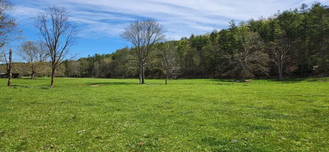 a view of a park with large trees
