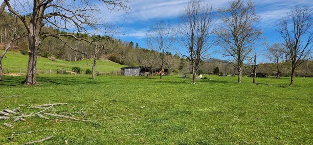 a view of a park with large trees