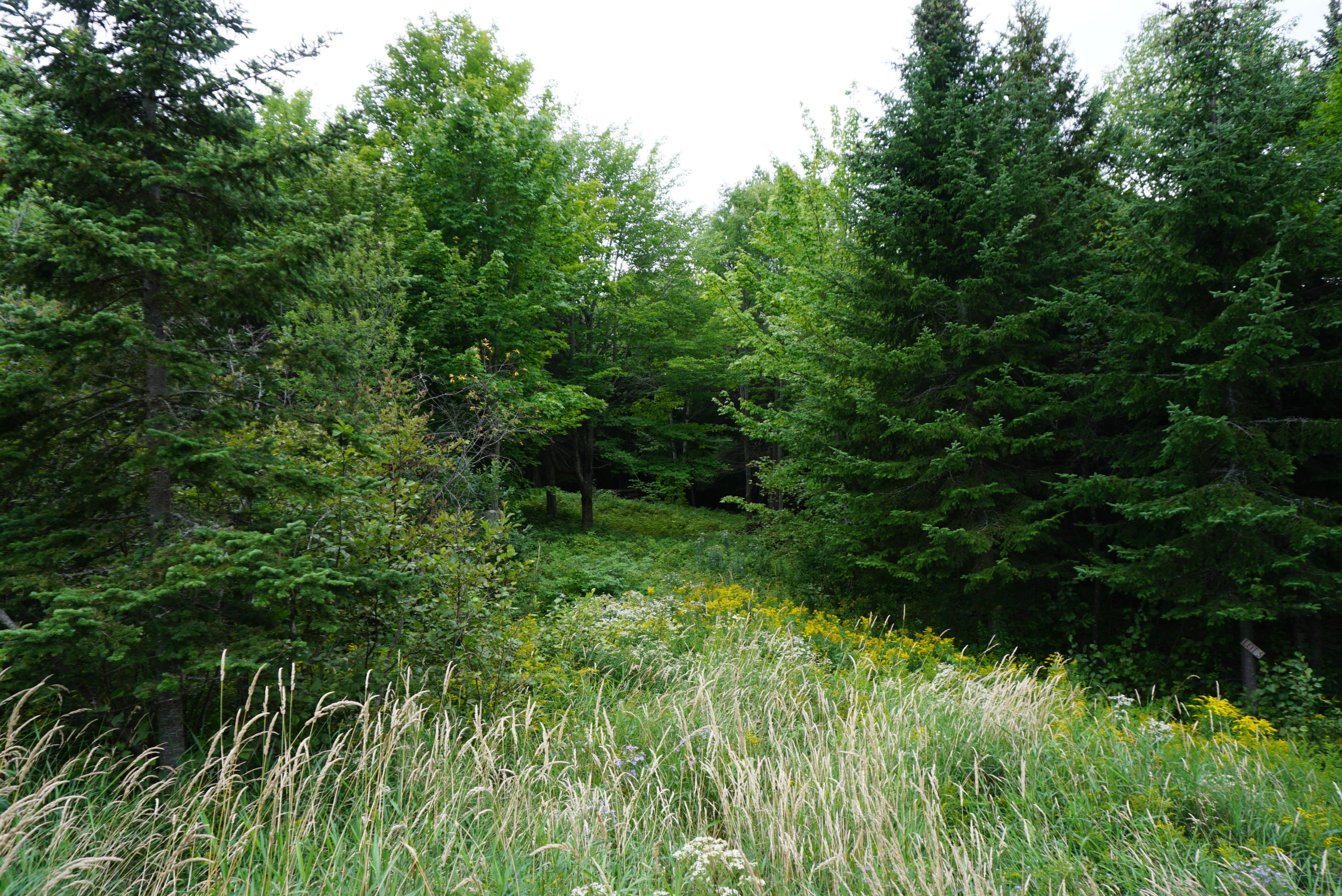 Lot # Blue Ridge Rockwood, ME 04478 - Photo 1 of 4 DSC01557