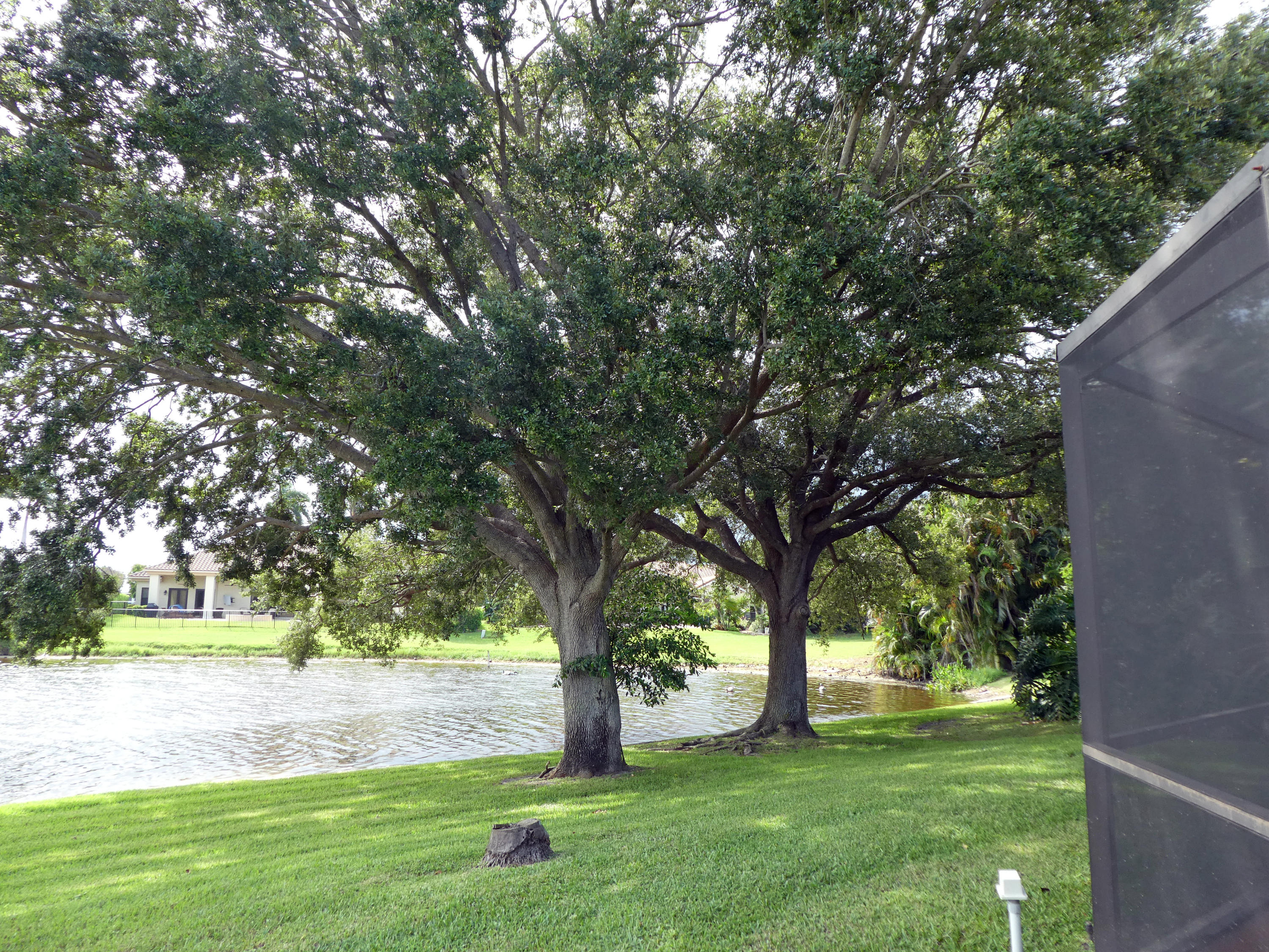 17331 Springtree Lane Boca Raton, FL 33487 - Photo 42 of 60 a view of a yard with a tree