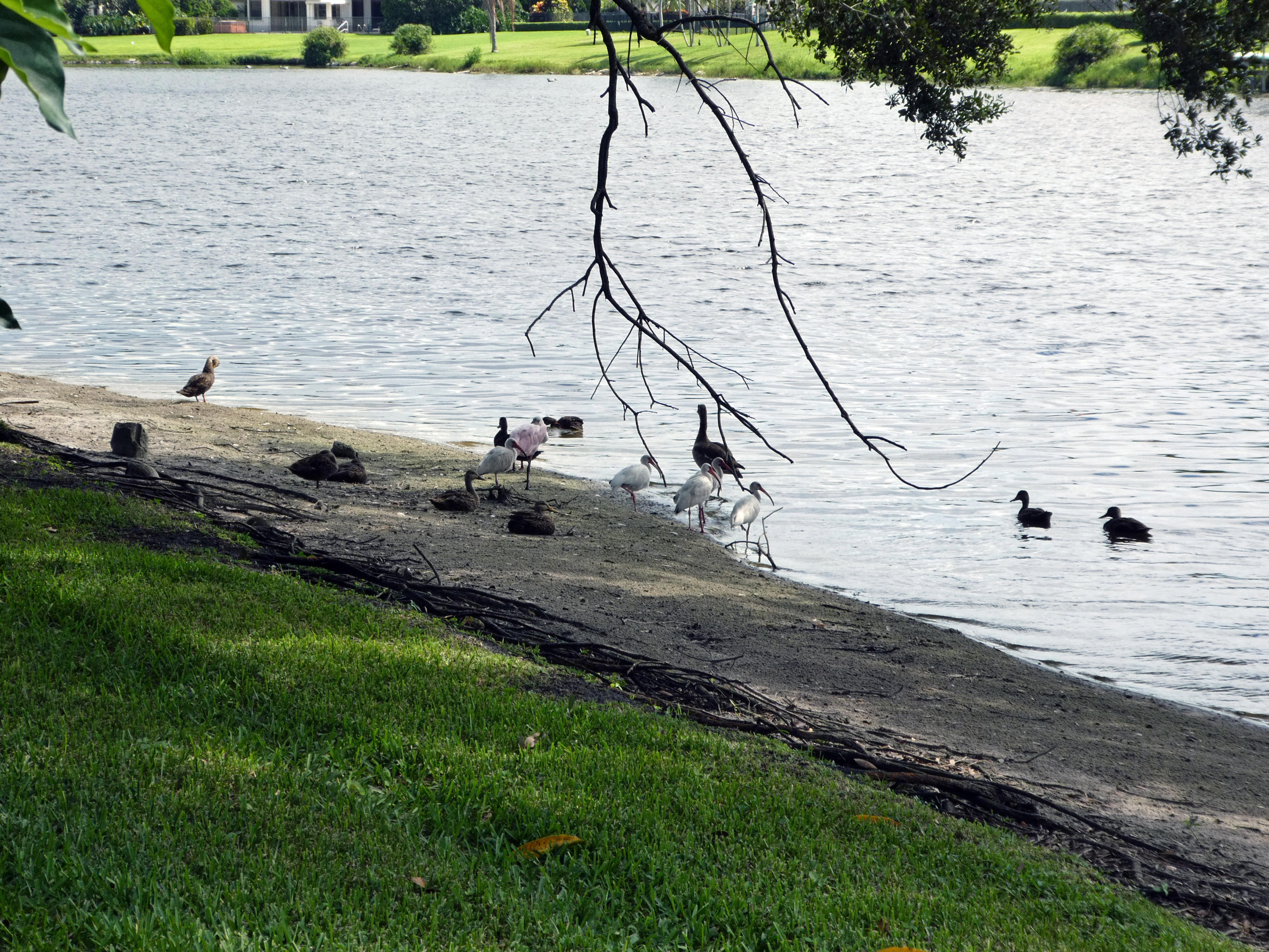 17331 Springtree Lane Boca Raton, FL 33487 - Photo 44 of 60 Lake Beach Birds