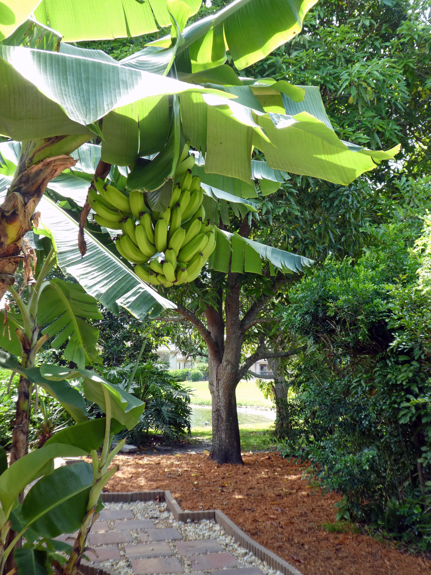 17331 Springtree Lane Boca Raton, FL 33487 - Photo 48 of 60 Banana Plant & Mango Tree