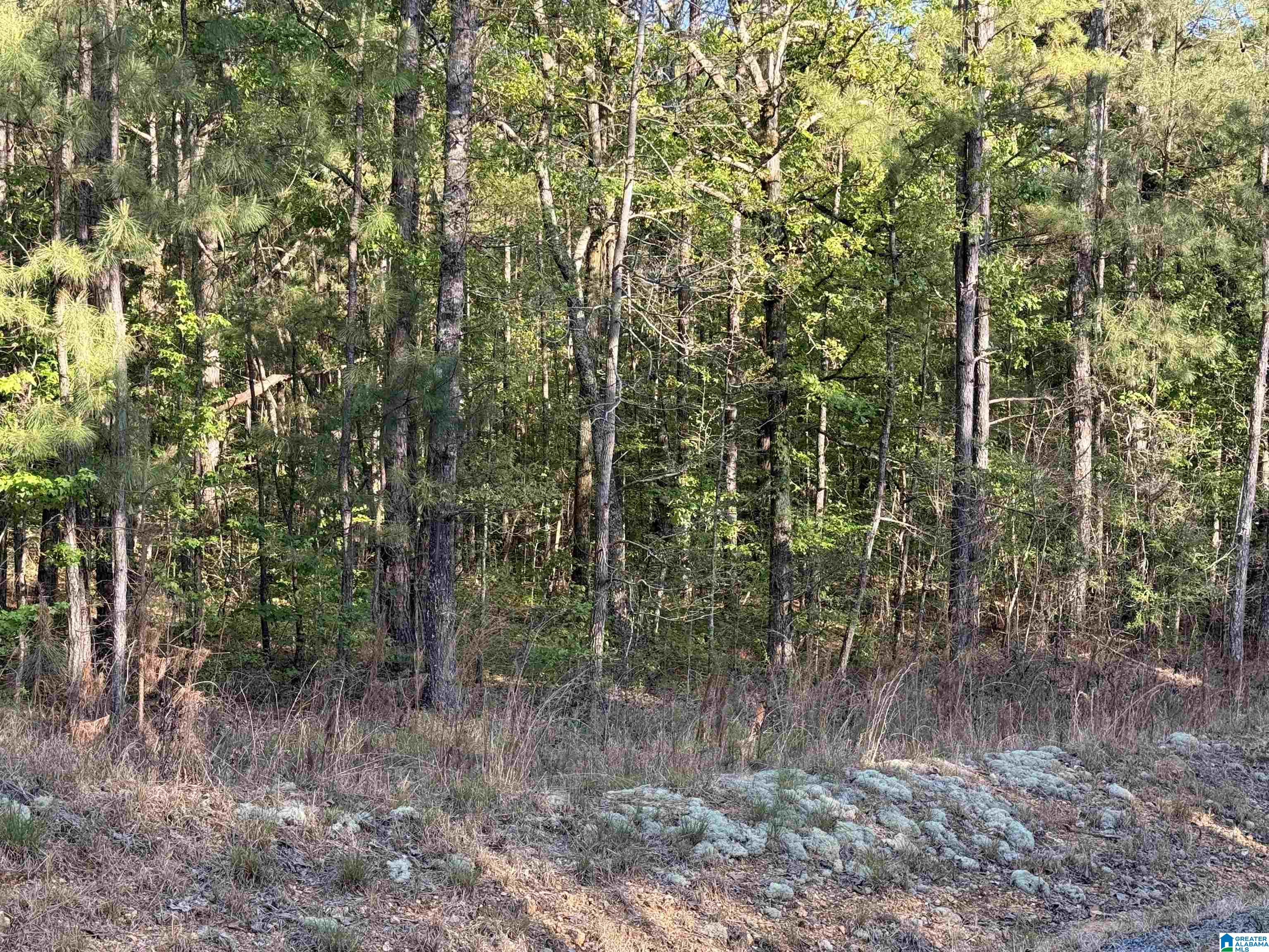 0 Piney Woods Road, Unit 3 Vincent, AL 35178 - Photo 3 of 16