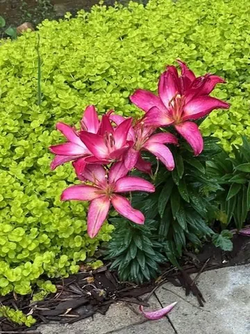 $565,000 | 2915 Brookwater Drive, Cumming, GA 30041