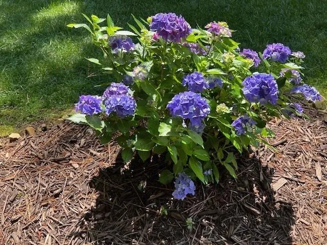 $565,000 | 2915 Brookwater Drive, Cumming, GA 30041