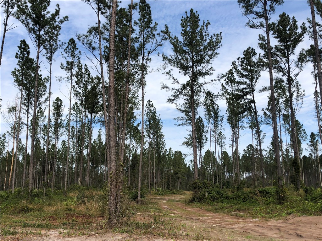 Lot 10 County Road Hilliard, FL 32046 - Photo 12 of 16 a view of a yard