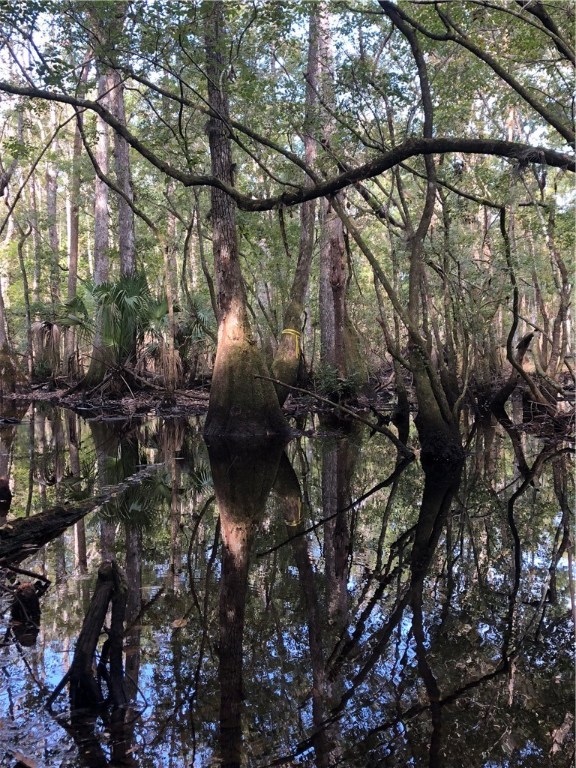 Lot 10 County Road Hilliard, FL 32046 - Photo 2 of 16 a picture of tree