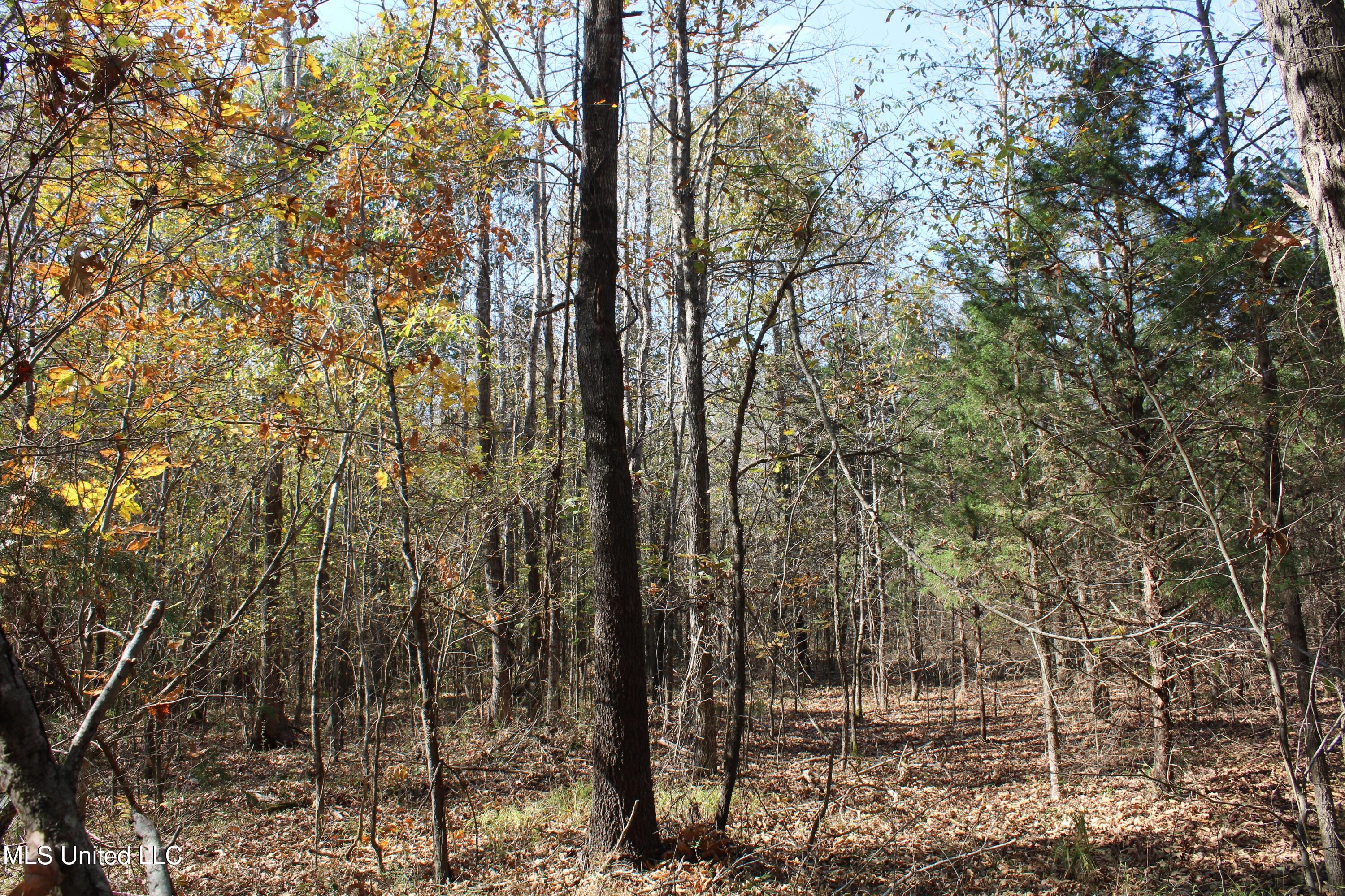 1039 McAlexander Road Holly Springs, MS 38635 - Photo 11 of 18 IMG_0267