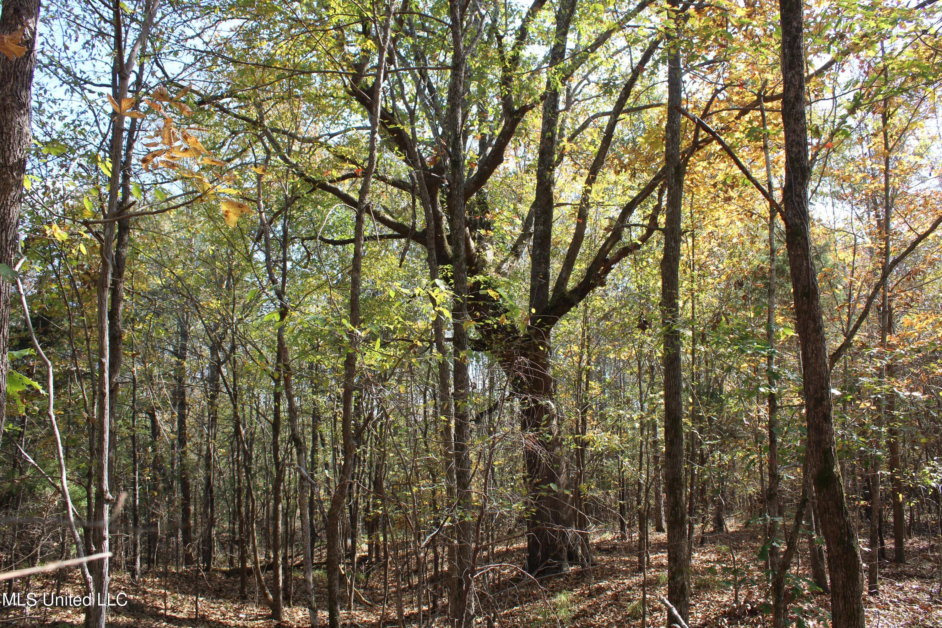 1039 McAlexander Road Holly Springs, MS 38635 - Photo 12 of 18 IMG_0268