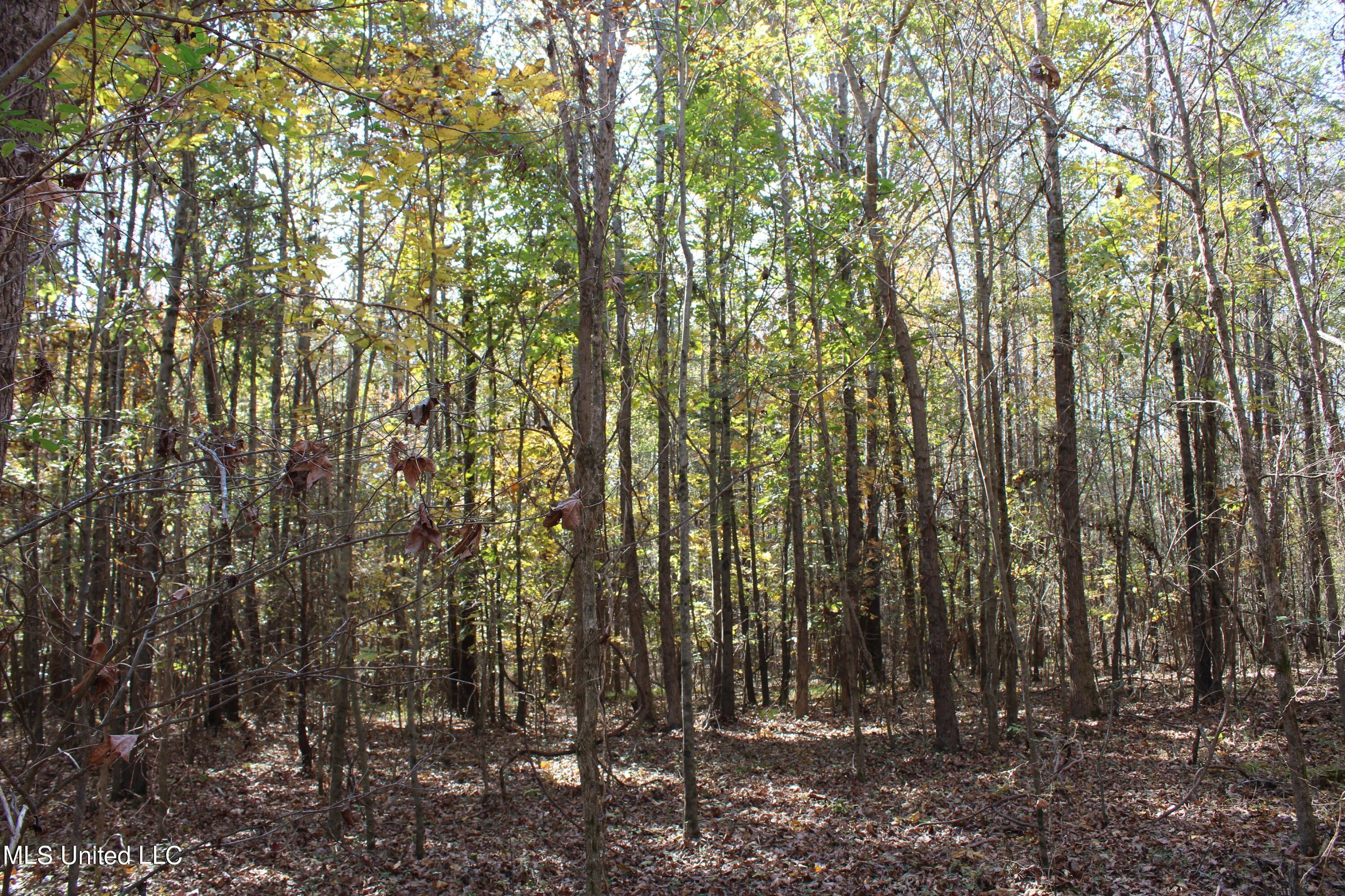1039 McAlexander Road Holly Springs, MS 38635 - Photo 14 of 18 IMG_0270
