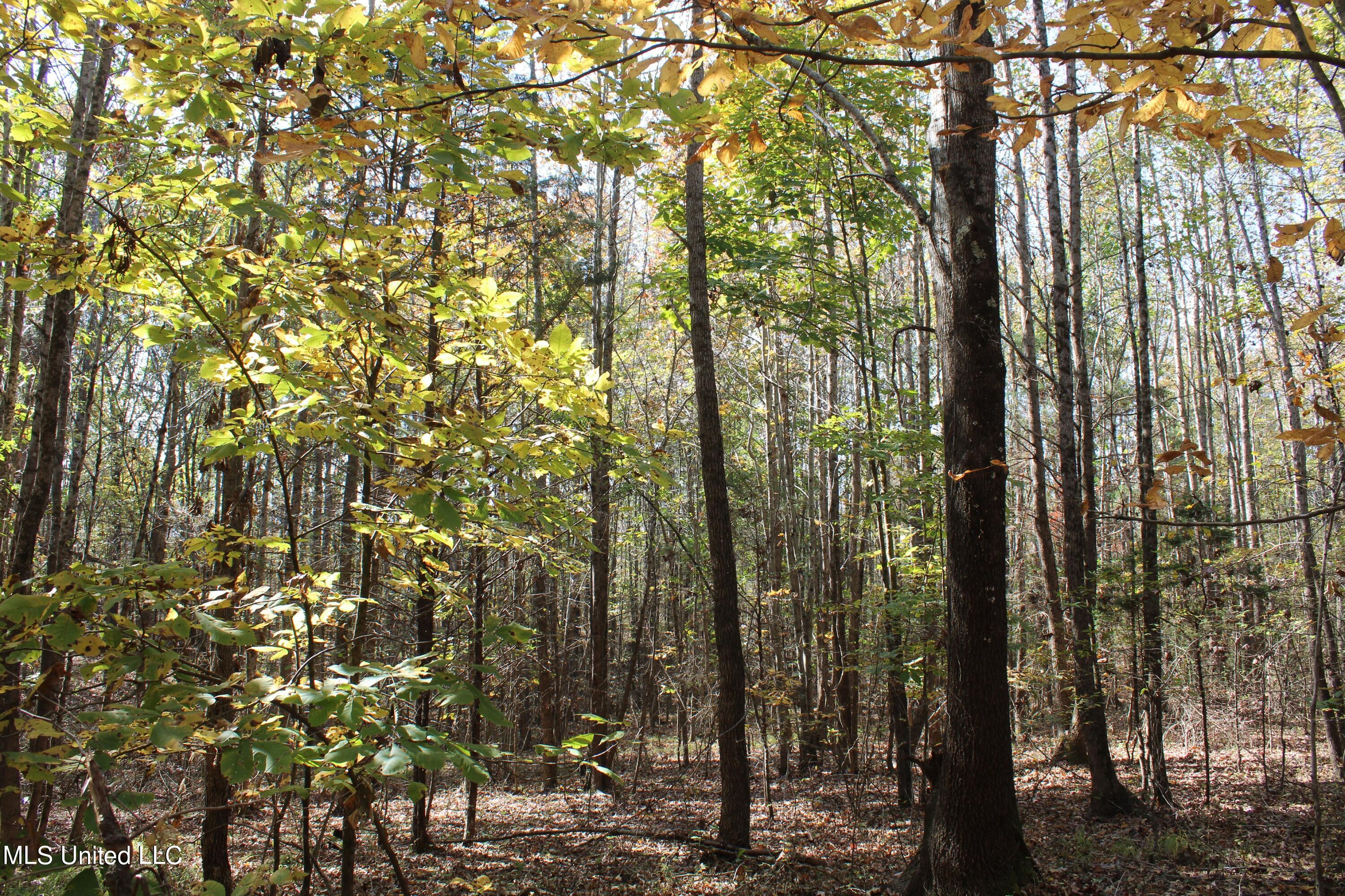 1039 McAlexander Road Holly Springs, MS 38635 - Photo 15 of 18 IMG_0271