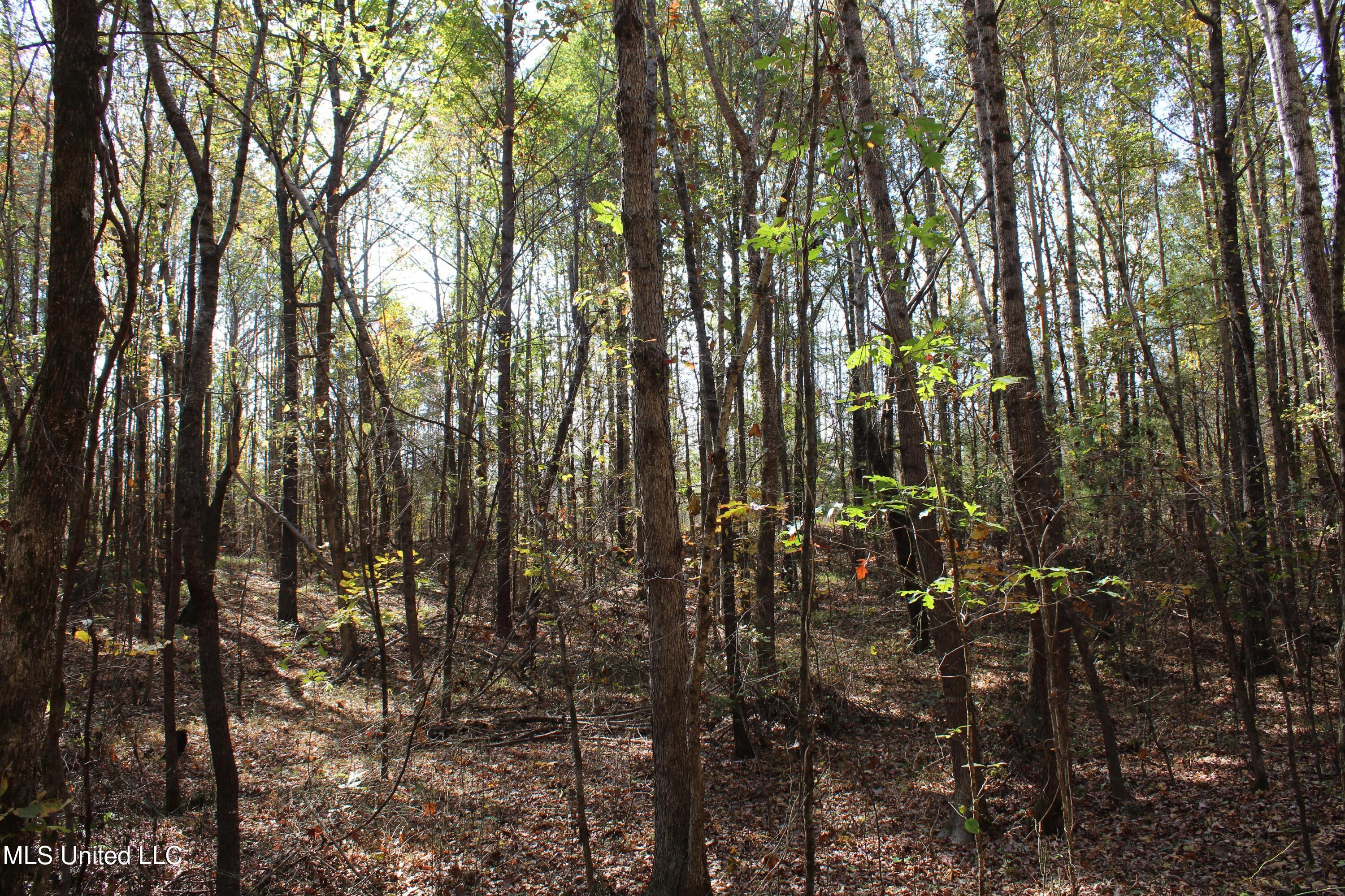1039 McAlexander Road Holly Springs, MS 38635 - Photo 16 of 18 IMG_0272