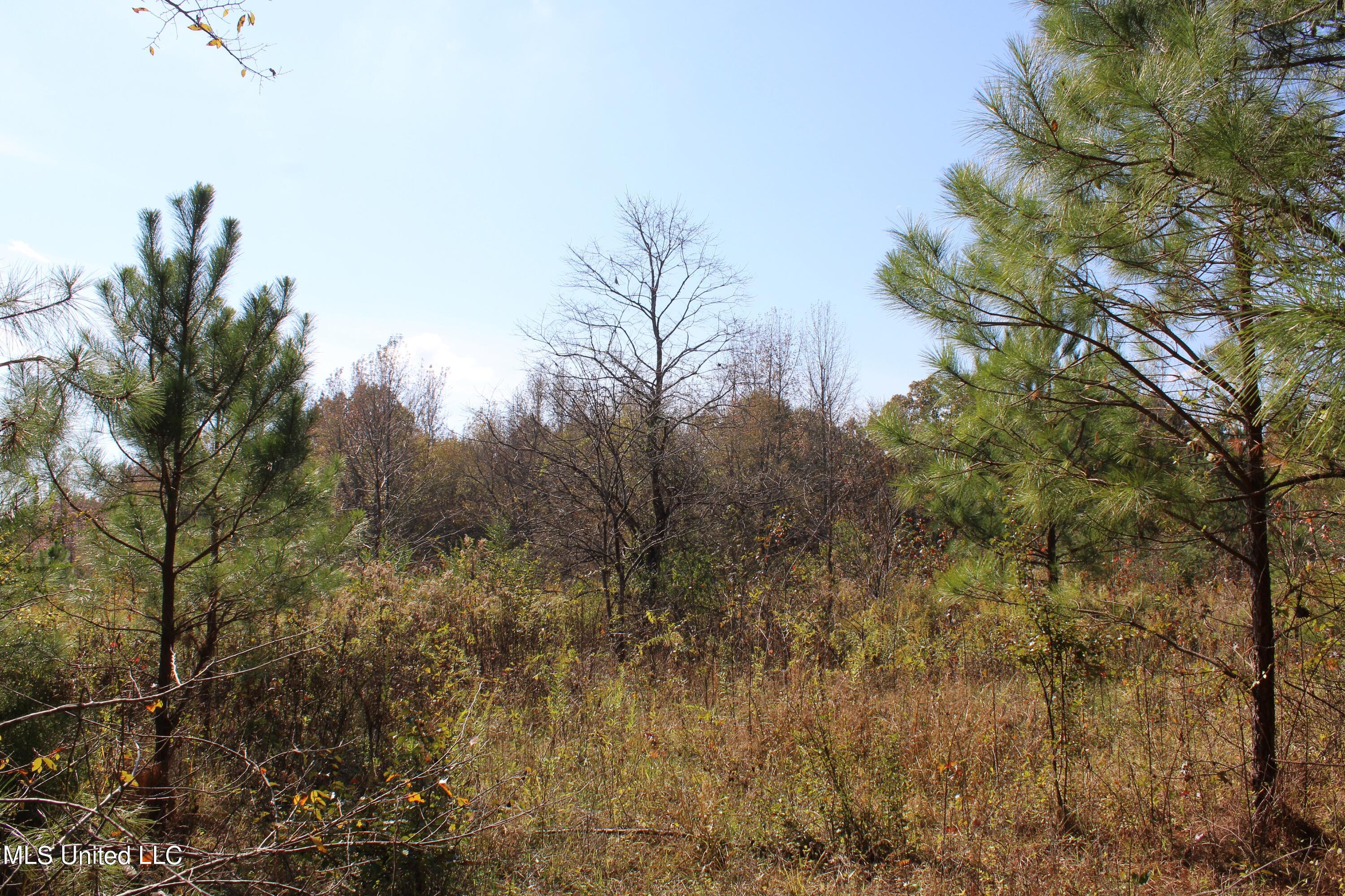 1039 McAlexander Road Holly Springs, MS 38635 - Photo 9 of 18 IMG_0259