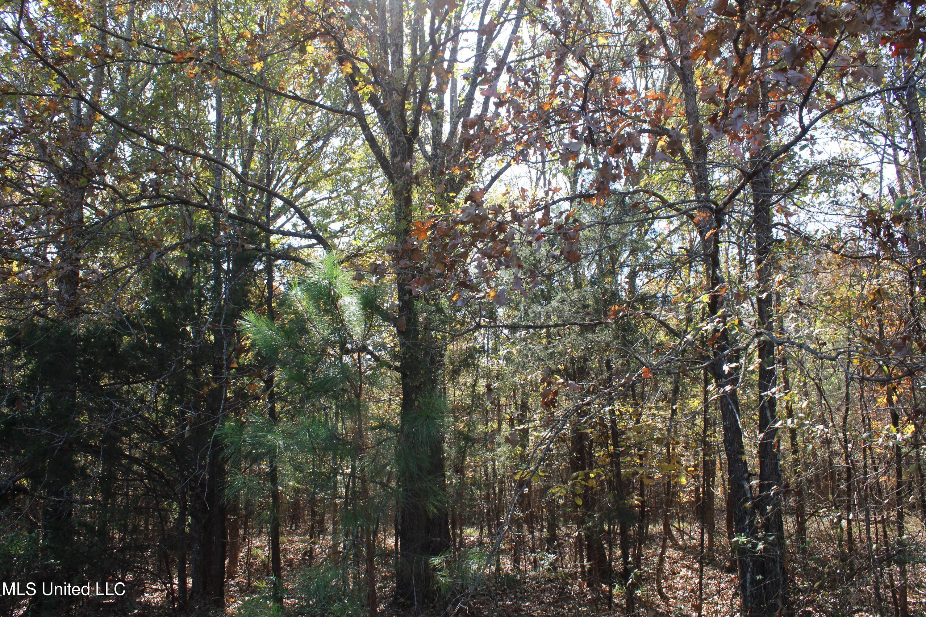 1039 McAlexander Road Holly Springs, MS 38635 - Photo 10 of 18 IMG_0266