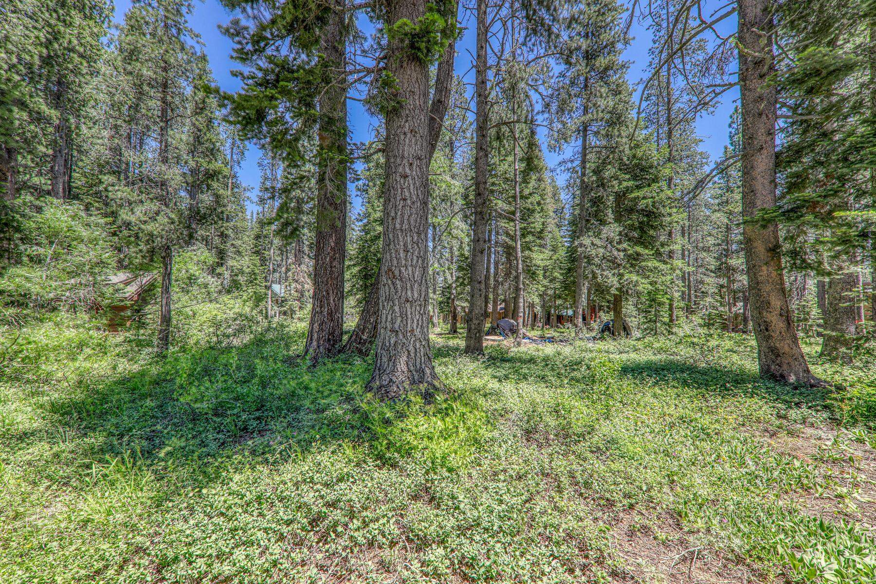14620 Christie Lane Truckee, CA 96161 - Photo 28 of 28 a view of a lush green forest