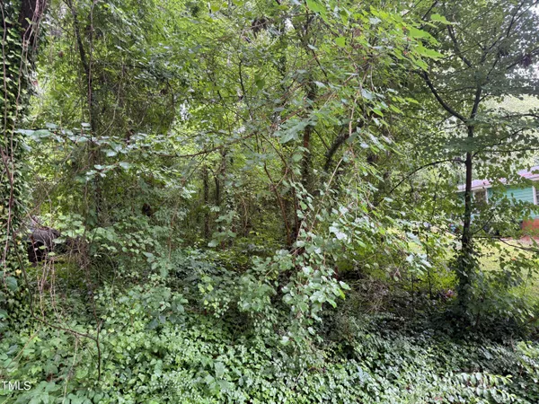 a view of a lush green forest