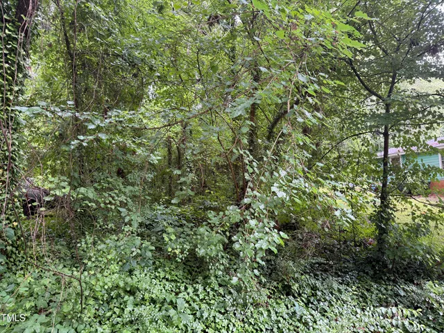a view of a lush green forest