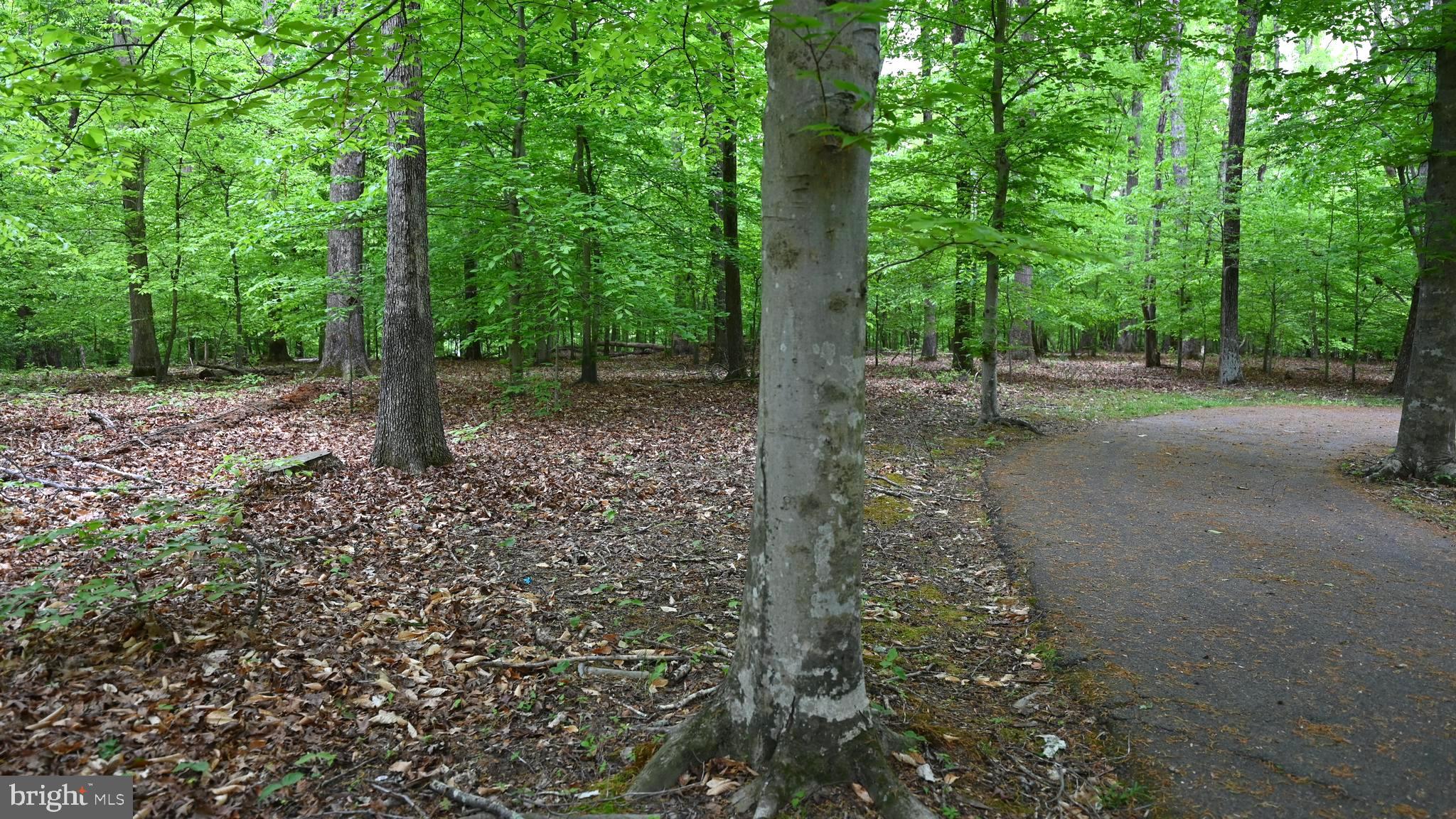 14116 Duckett Road Brandywine, MD 20613 - Photo 23 of 32 some of the over 20 acres