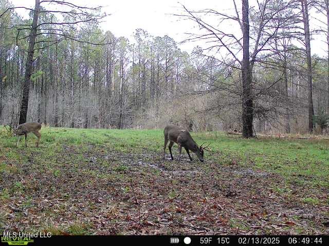 2414 Co Road Newton, MS 39345 - Photo 16 of 51 IMG_3223