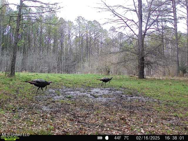 2414 Co Road Newton, MS 39345 - Photo 3 of 51 IMG_3266