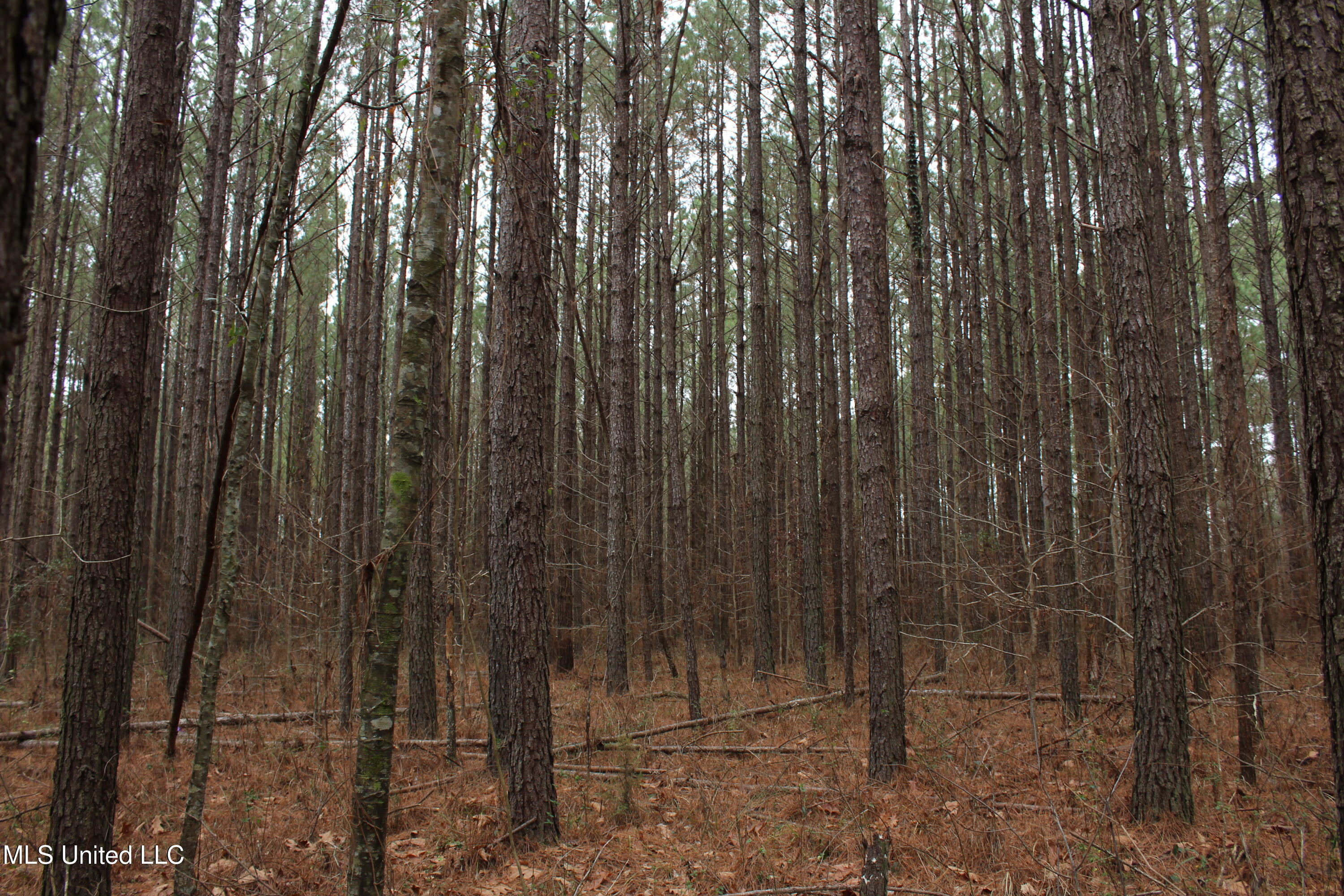 2414 Co Road Newton, MS 39345 - Photo 35 of 51 IMG_9250