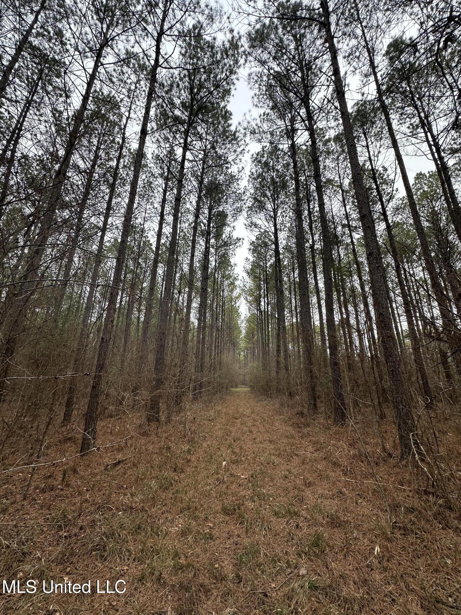 2414 Co Road Newton, MS 39345 - Photo 36 of 51 IMG_3201