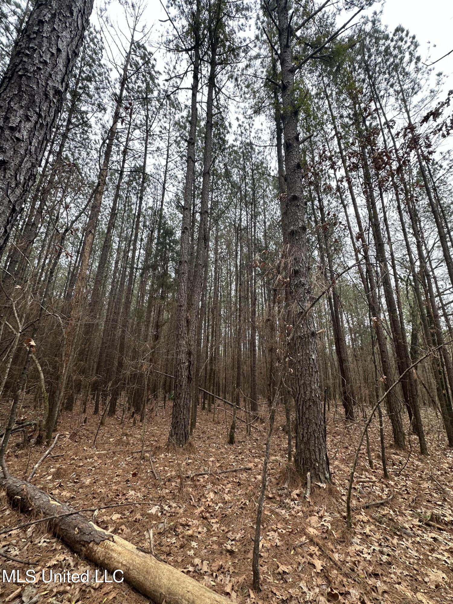 2414 Co Road Newton, MS 39345 - Photo 37 of 51 IMG_3196