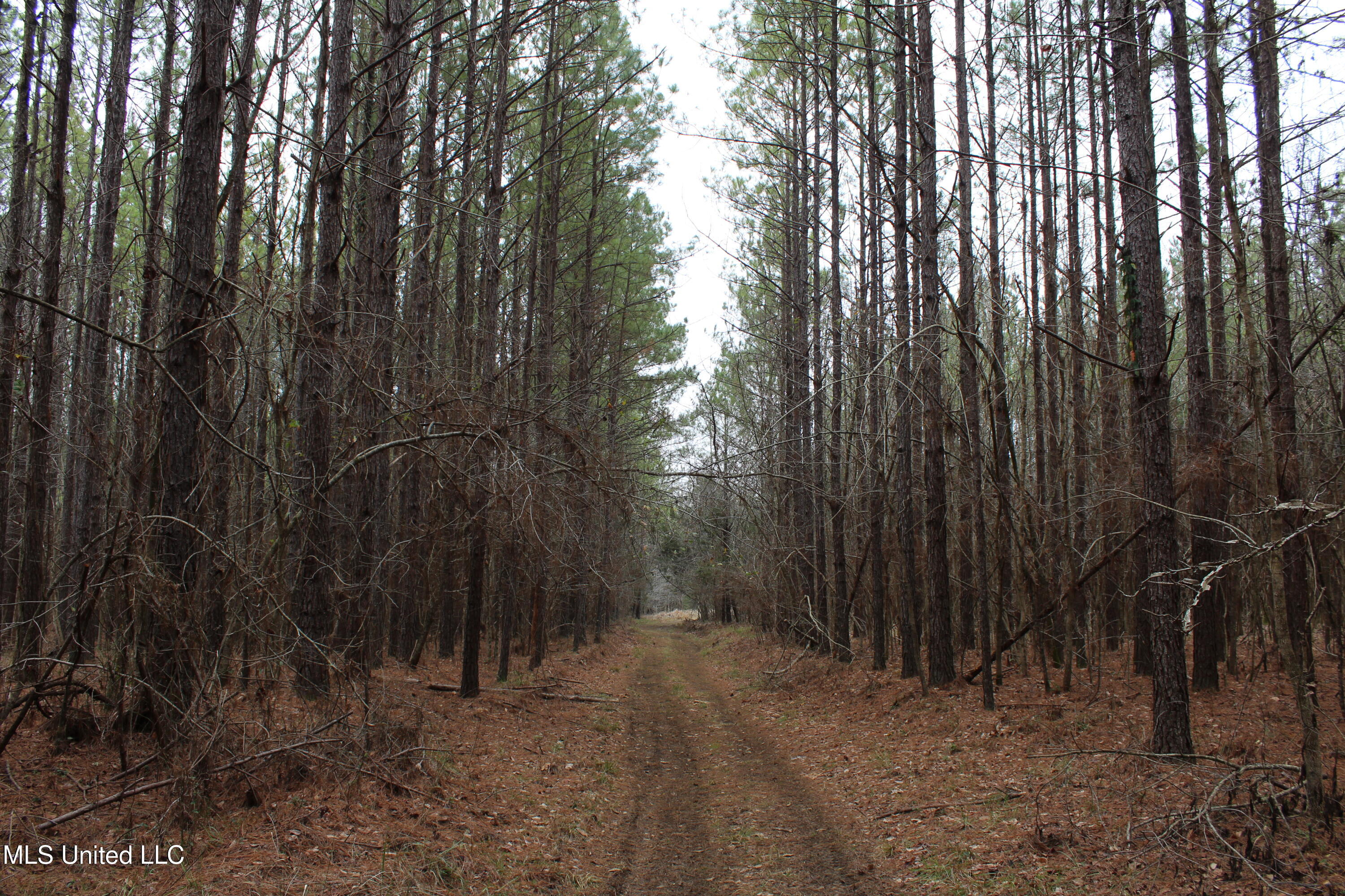2414 Co Road Newton, MS 39345 - Photo 6 of 51 IMG_9220