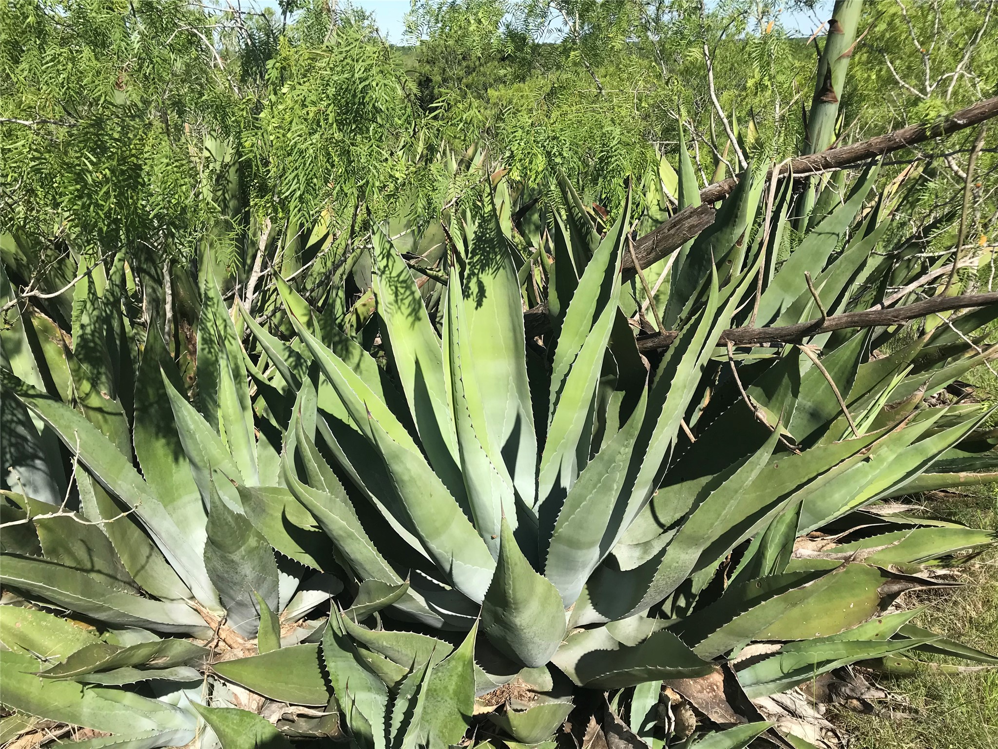 15501 Goforth Road Kyle, TX 78640 - Photo 11 of 21 a view of a plant in a garden