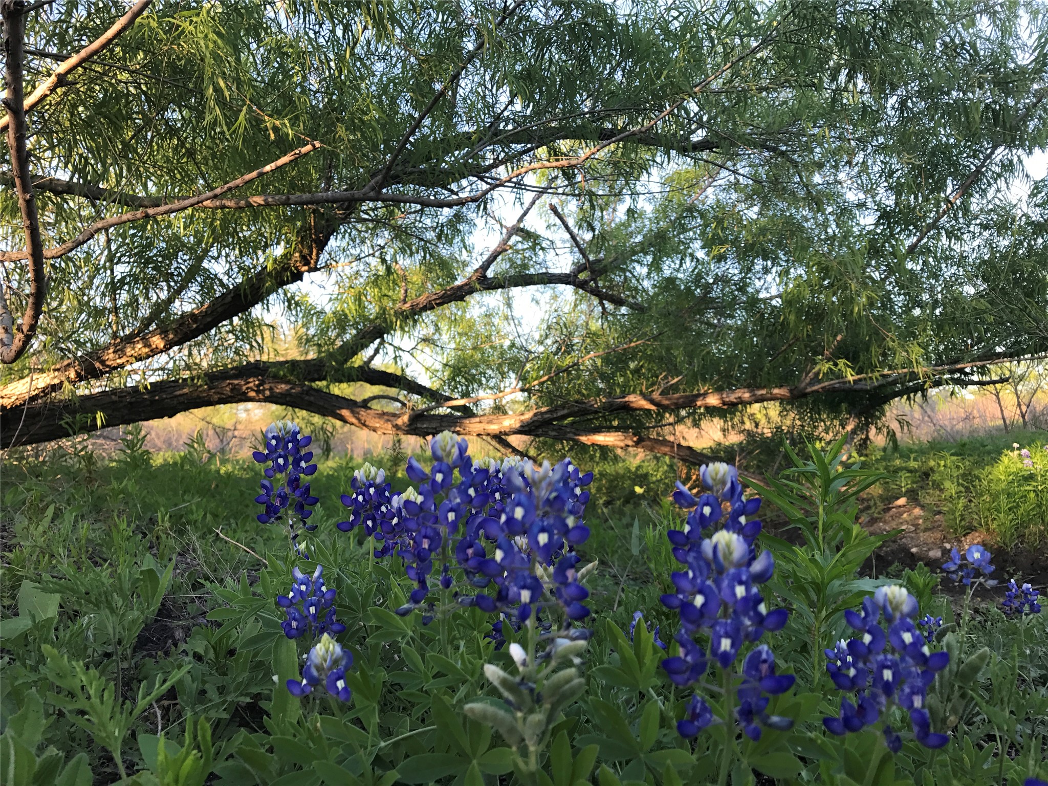 15501 Goforth Road Kyle, TX 78640 - Photo 4 of 21 a picture of flowers