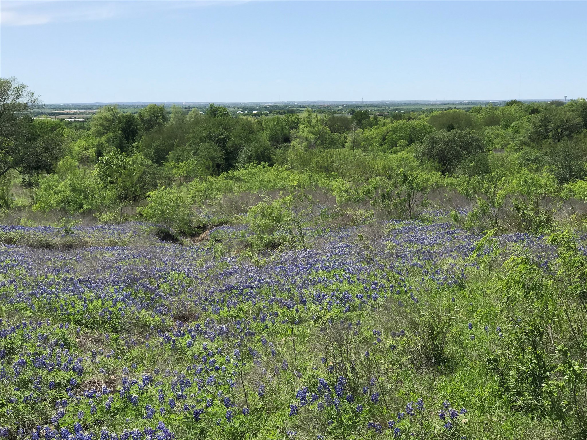 15501 Goforth Road Kyle, TX 78640 - Photo 8 of 21 a view of a forest with a street