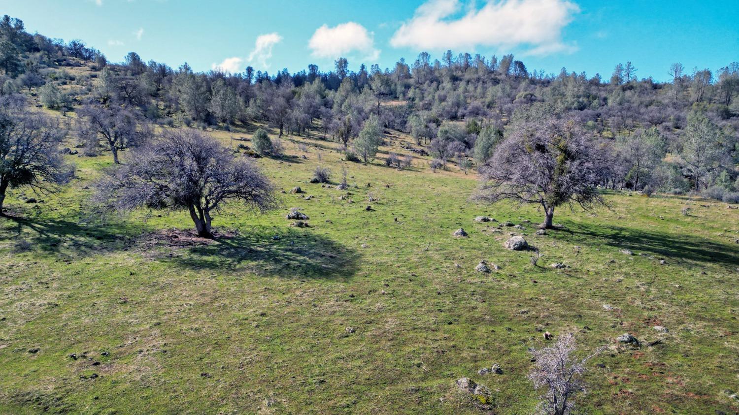 0 Blacks Creek Road Coulterville, CA 95311 - Photo 30 of 49 a view of a big yard with large trees
