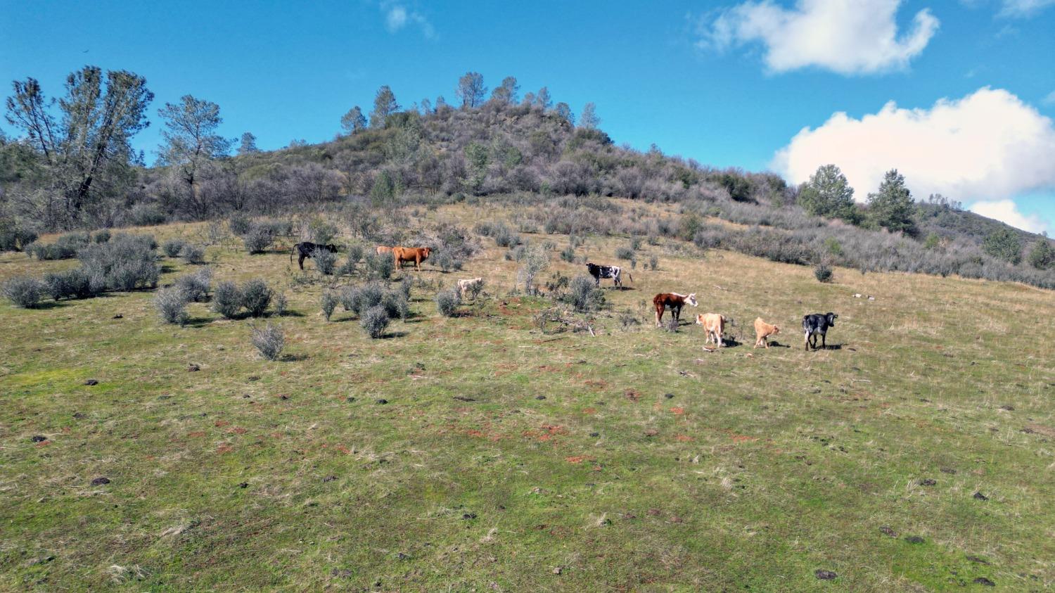 0 Blacks Creek Road Coulterville, CA 95311 - Photo 4 of 49 a view of a dry yard with trees