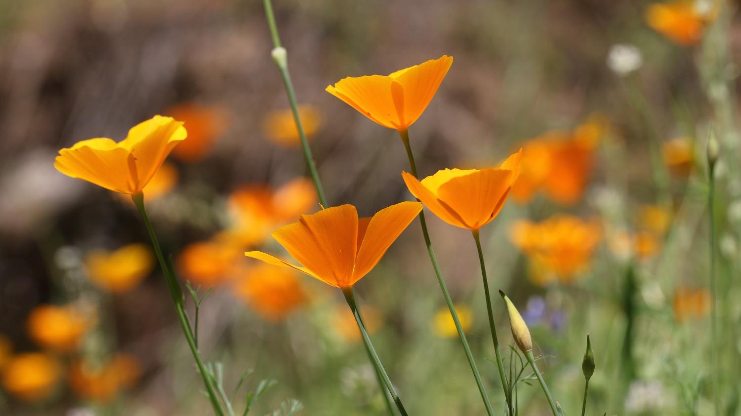 0 Blacks Creek Road Coulterville, CA 95311 - Photo 48 of 49 a view of a yard