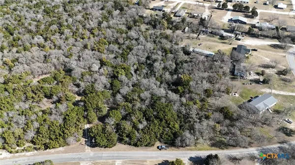 a view of a forest with a tree