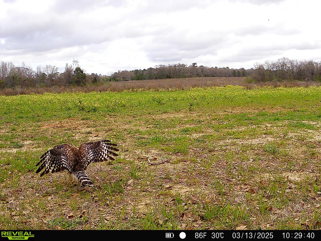 0 Macedonia Ch Road Columbia, AL 36319 - Photo 51 of 61