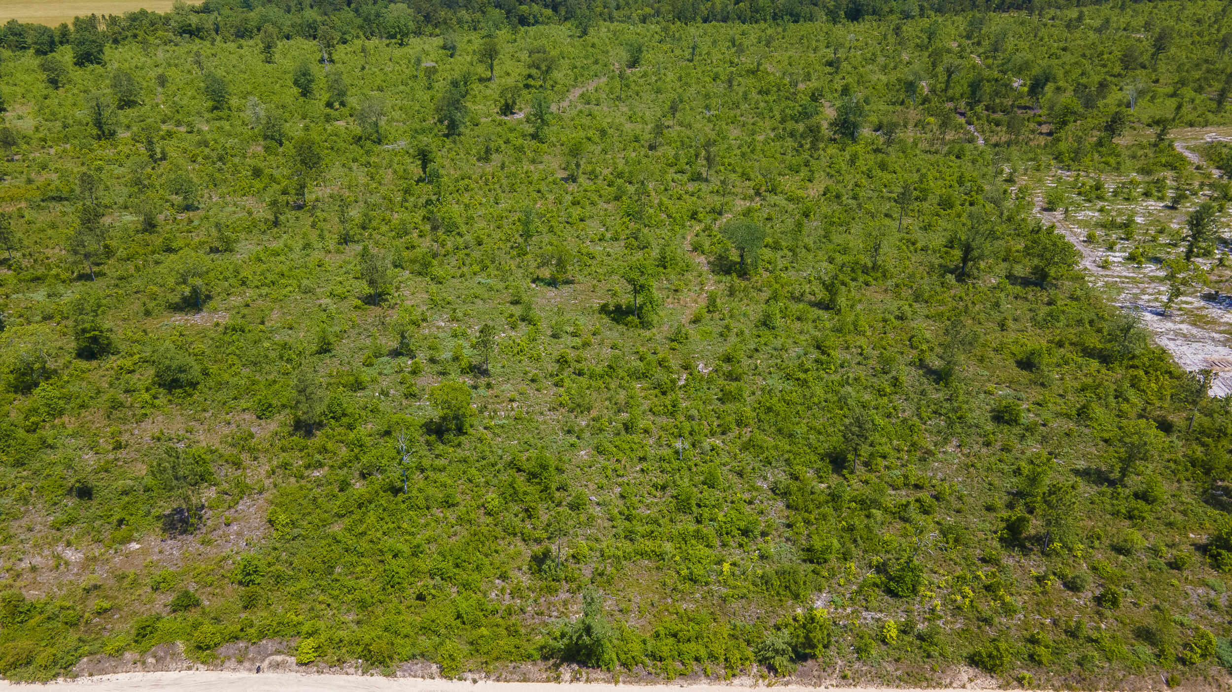 Lot 14 Old Shoals Road Road Monetta, SC 29105 - Photo 3 of 4