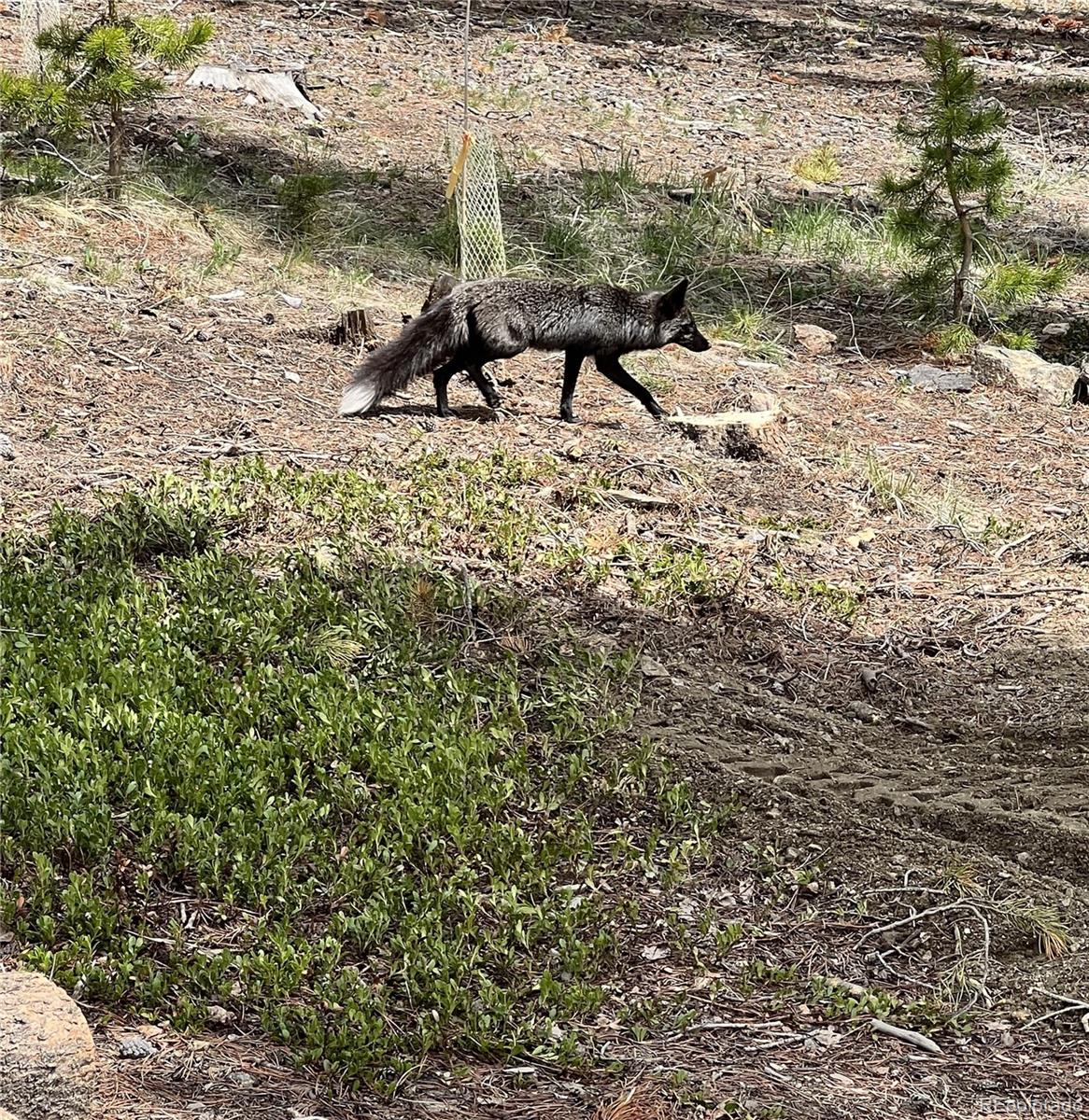 8440 South Warhawk Road Conifer, CO 80433 - Photo 39 of 48 a view of a lake view