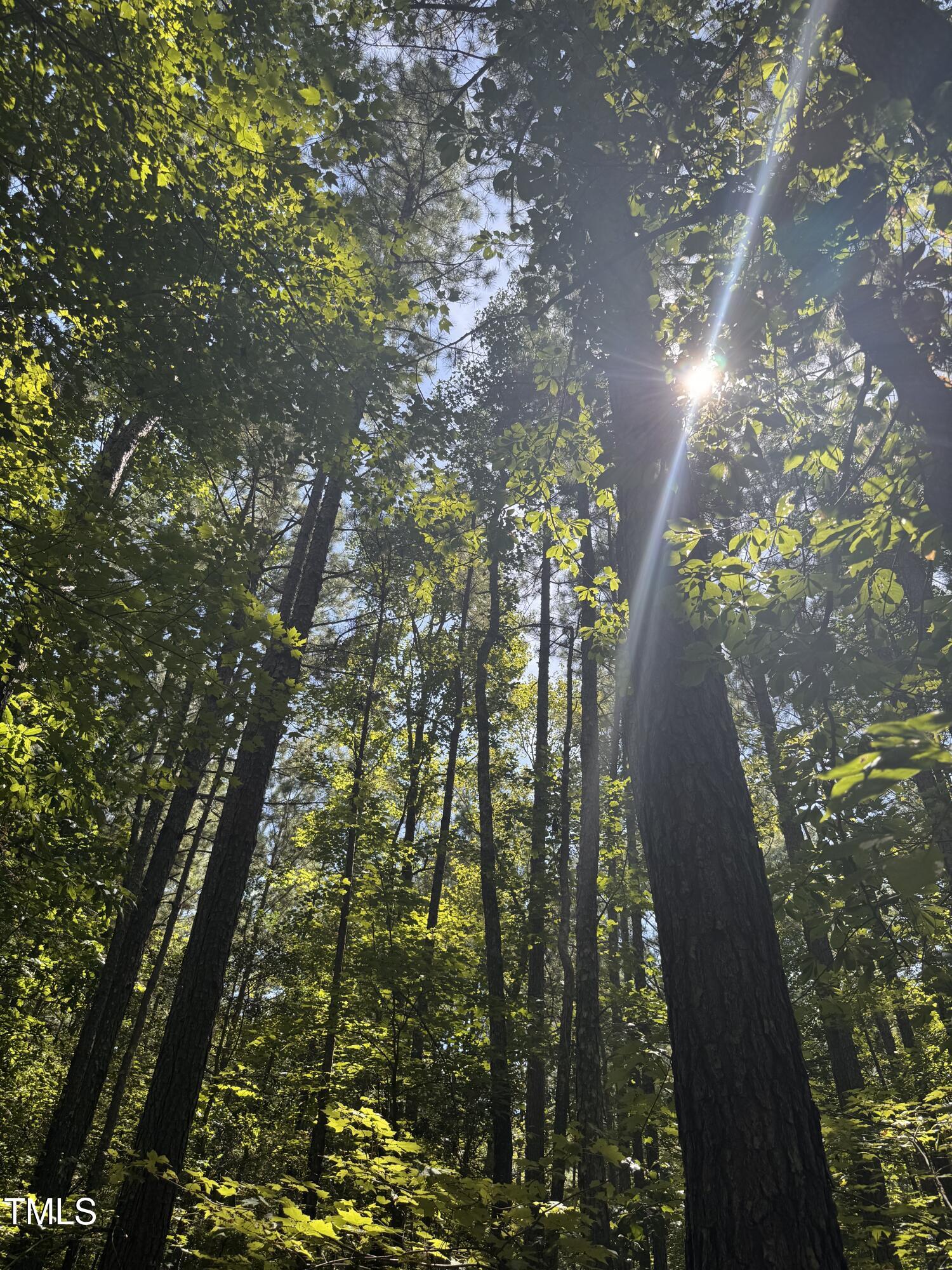 120 Anfield Road New Hill, NC 27562 - Photo 4 of 19 a picture of tree