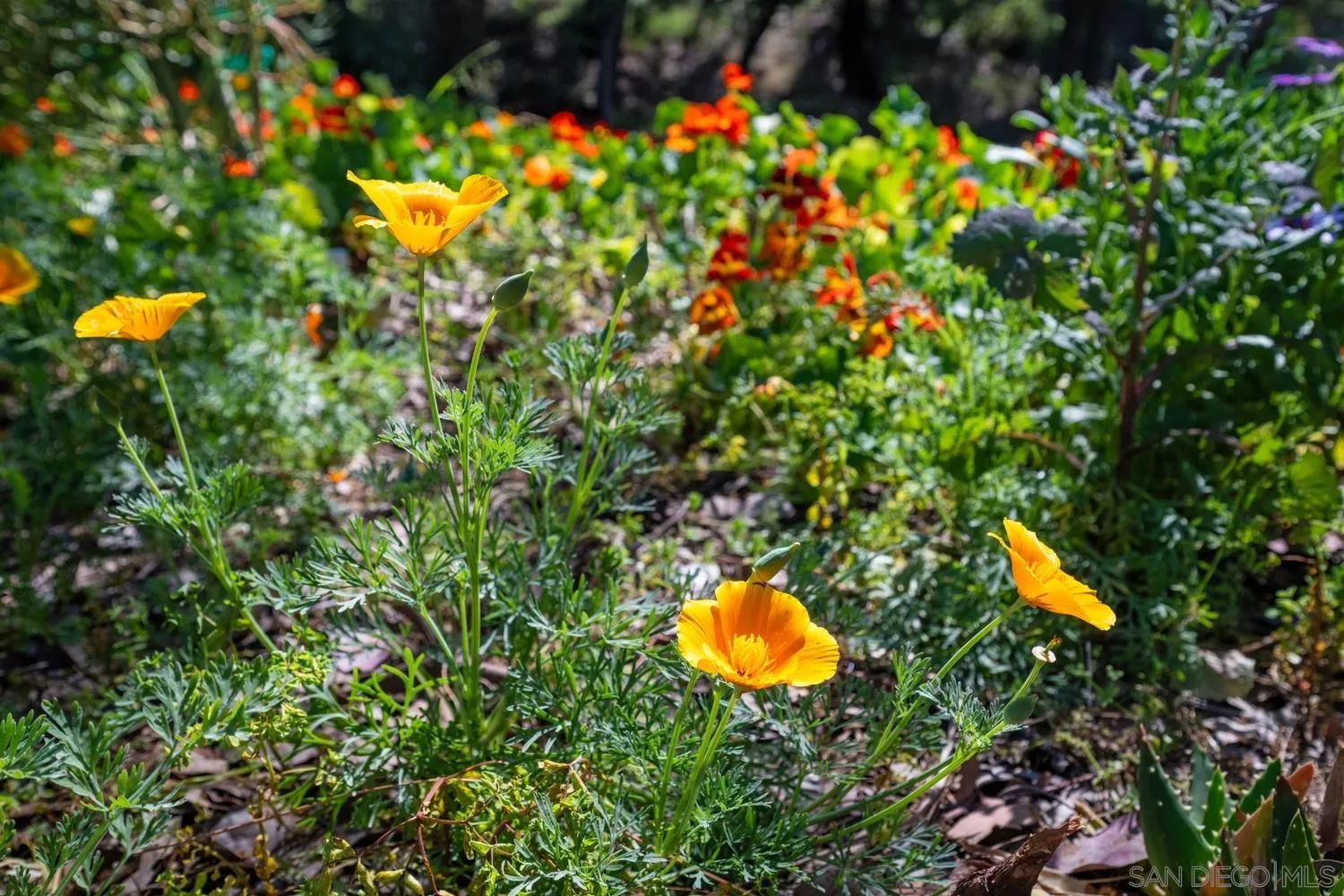 1282 Olive Avenue Fallbrook, CA 92028 - Photo 40 of 55 a view of a flower in a garden