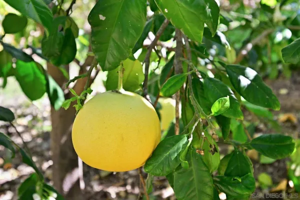 $1,195,000 | 1282 Olive Avenue, Fallbrook, CA 92028