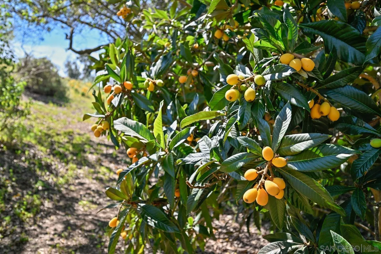 1282 Olive Avenue Fallbrook, CA 92028 - Photo 42 of 55 a backyard of a tree